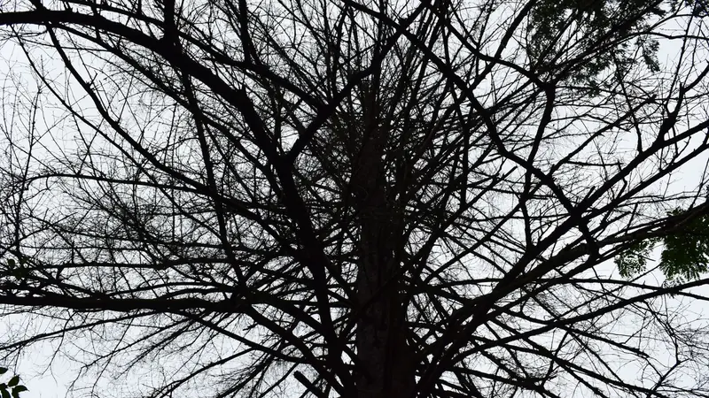 Bare tree branches forming a spreading structure against the sky